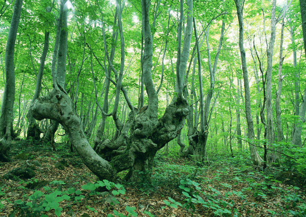森林、草原探险